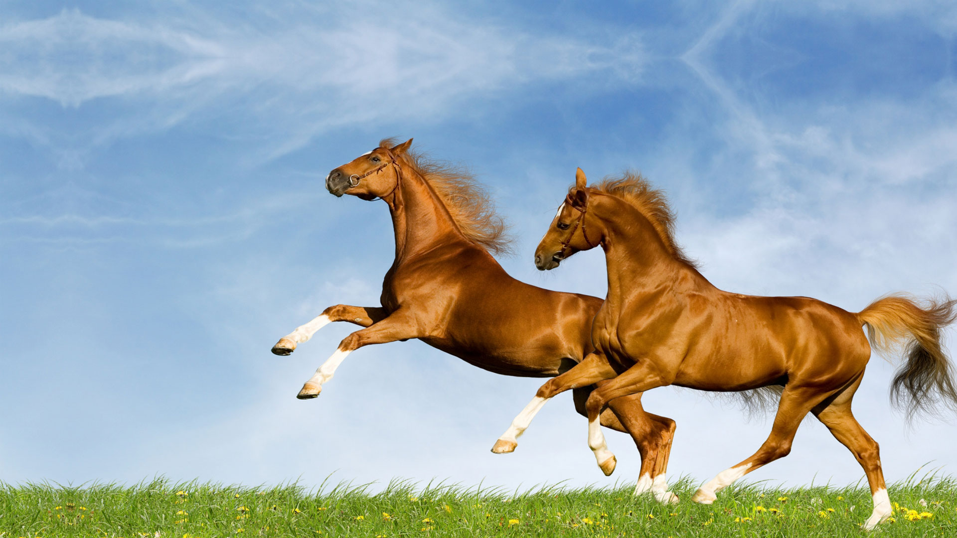 distribuidora_equina_san_martin_caballero_slide_1