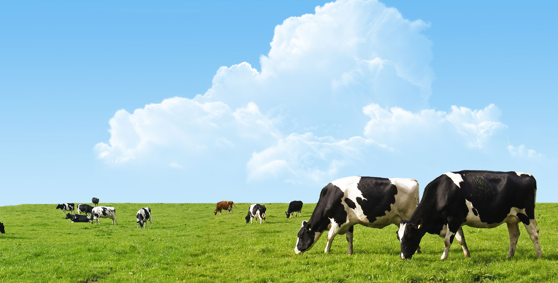 distribuidora_equina_san_martin_caballero_slide_2