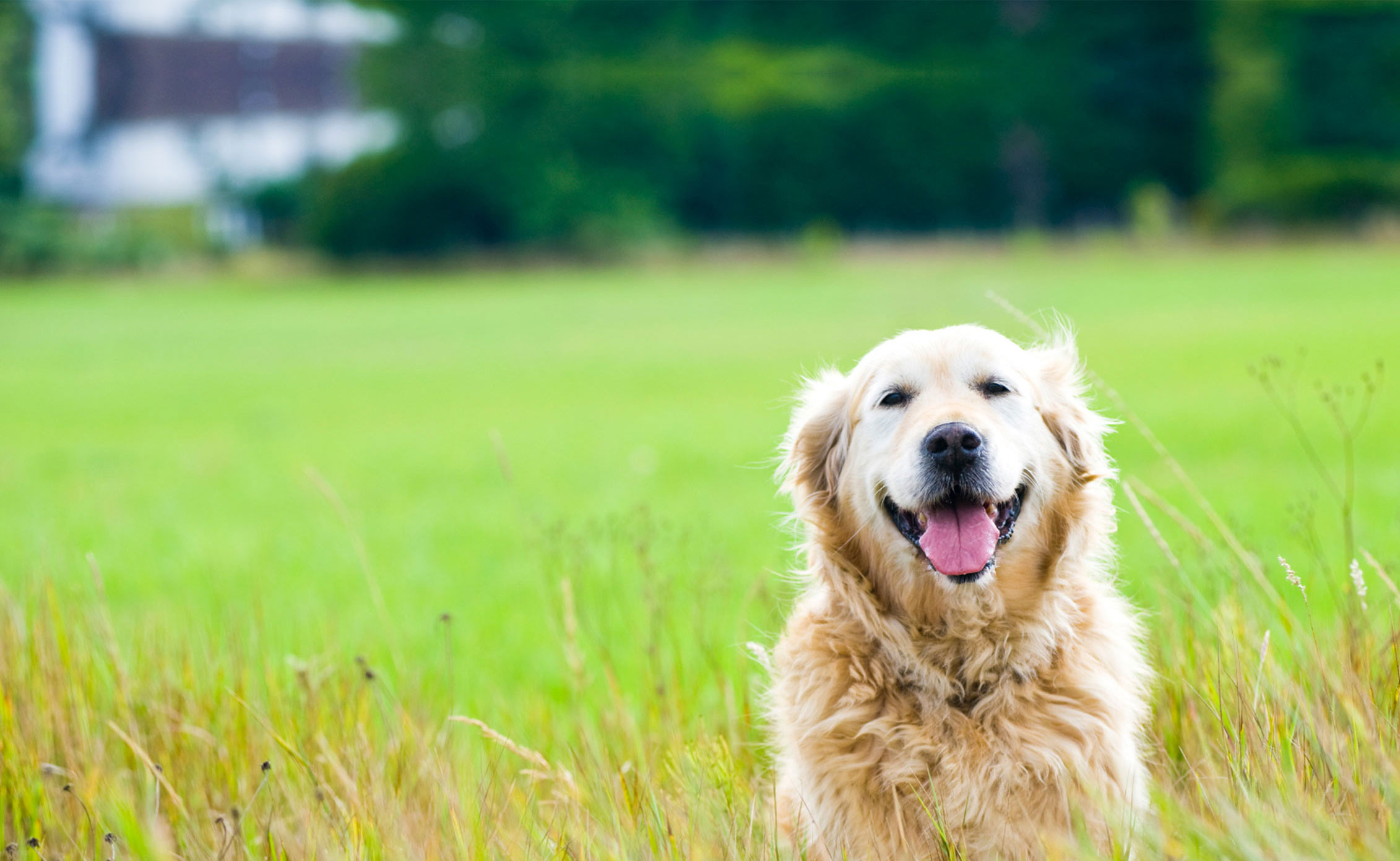 distribuidora_equina_san_martin_caballero_slide_3